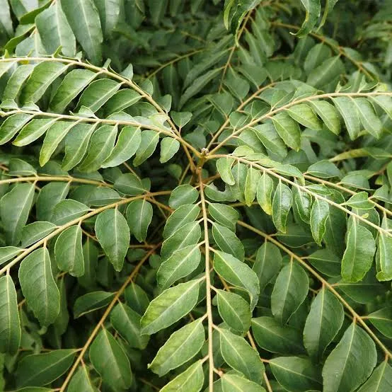 Curry Leaves (Kadi Patta)
