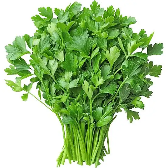 Coriander